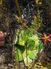 Hermas ciliata