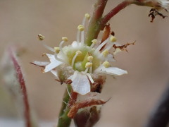 Amelanchier nantucketensis