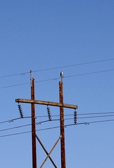 Buteo jamaicensis fuertesi