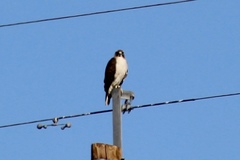 Buteo jamaicensis fuertesi