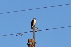 Buteo jamaicensis fuertesi
