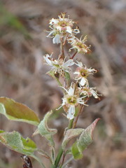 Amelanchier nantucketensis
