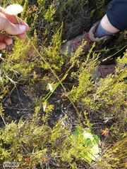Hermas ciliata