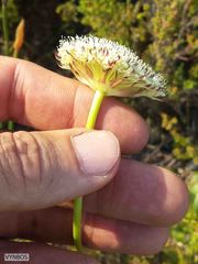 Hermas ciliata