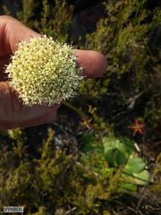 Hermas ciliata
