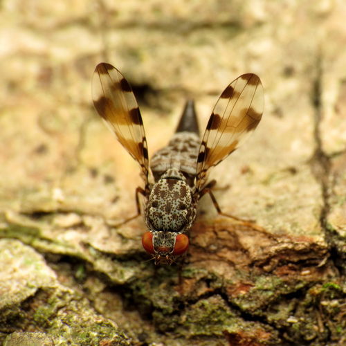 Pseudotephritis vau (Say, 1830)