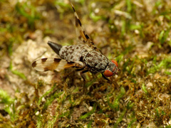 Pseudotephritis vau
