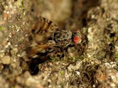 Pseudotephritis vau