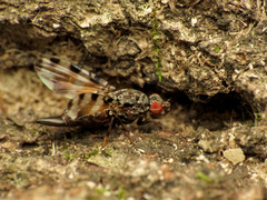 Pseudotephritis vau