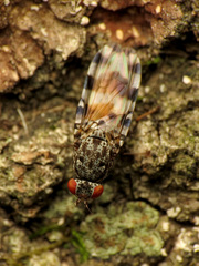 Pseudotephritis vau