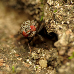 Pseudotephritis vau