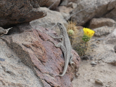 Tarapaca Pacific Iguana photo 2