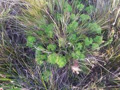 Nanobubon capillaceum
