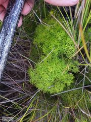 Nanobubon capillaceum