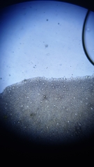 Strobilurus stephanocystis