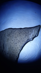 Strobilurus stephanocystis