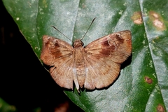 Quadrus u-lucida
