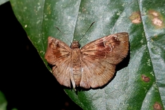 Quadrus u-lucida