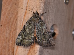 Catocala micronympha