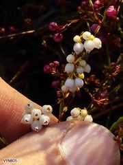 Erica multumbellifera