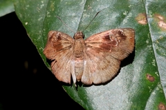 Quadrus u-lucida