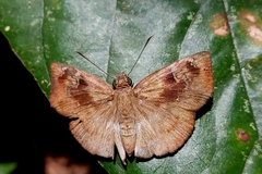 Quadrus u-lucida