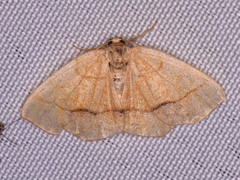 Nematocampa resistaria