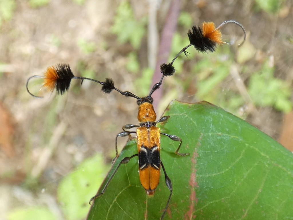 Rhopalophorini
