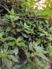 Parietaria judaica