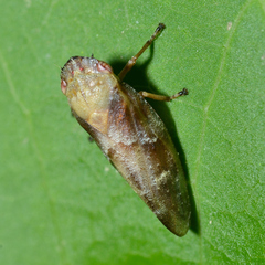 Aphrophora saratogensis