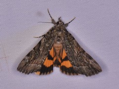 Catocala micronympha