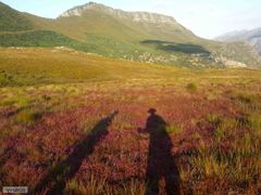 Erica multumbellifera