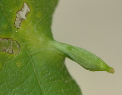 Andricus chinquapin