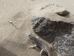 Liolaemus nigromaculatus