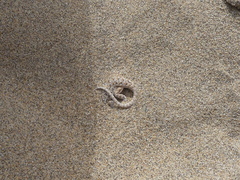 Liolaemus nigromaculatus