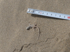 Liolaemus nigromaculatus