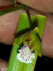 Eulophia tristis