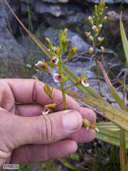Eulophia tristis