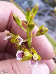 Eulophia tristis