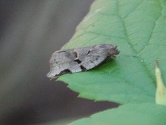 Archips grisea