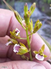 Eulophia tristis