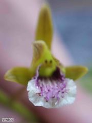 Eulophia tristis