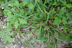 Carex laevigata