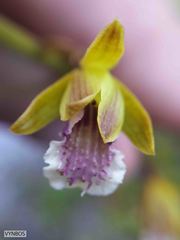 Eulophia tristis