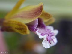 Eulophia tristis