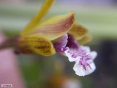 Eulophia tristis