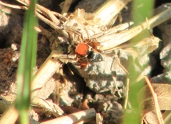 Habronattus forticulus