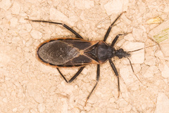 Triatoma rubida