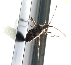 Leptoglossus occidentalis