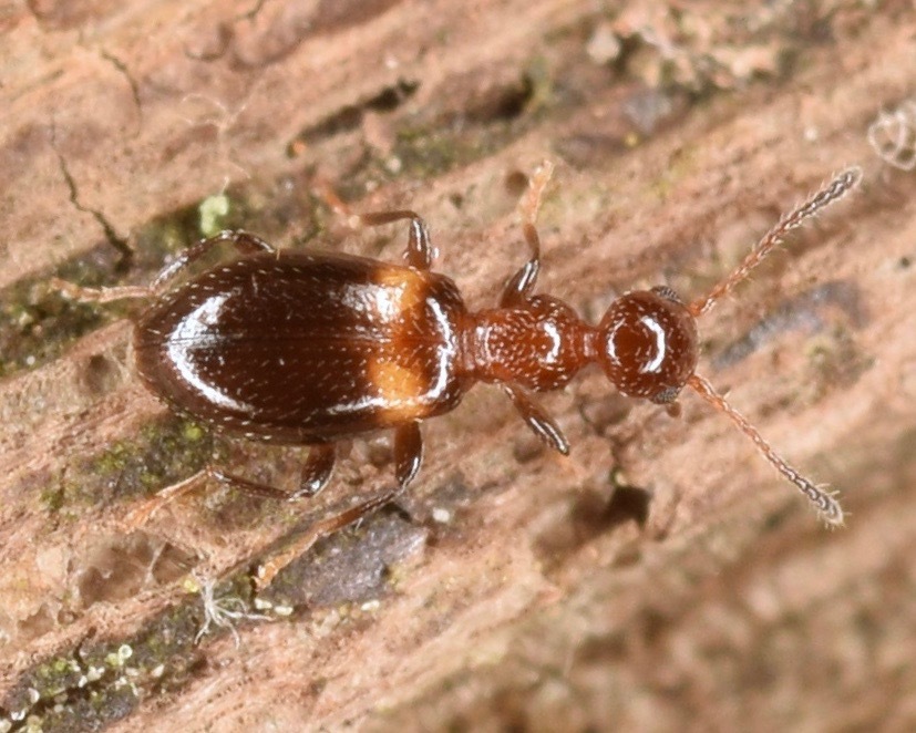 Acanthinus exilis